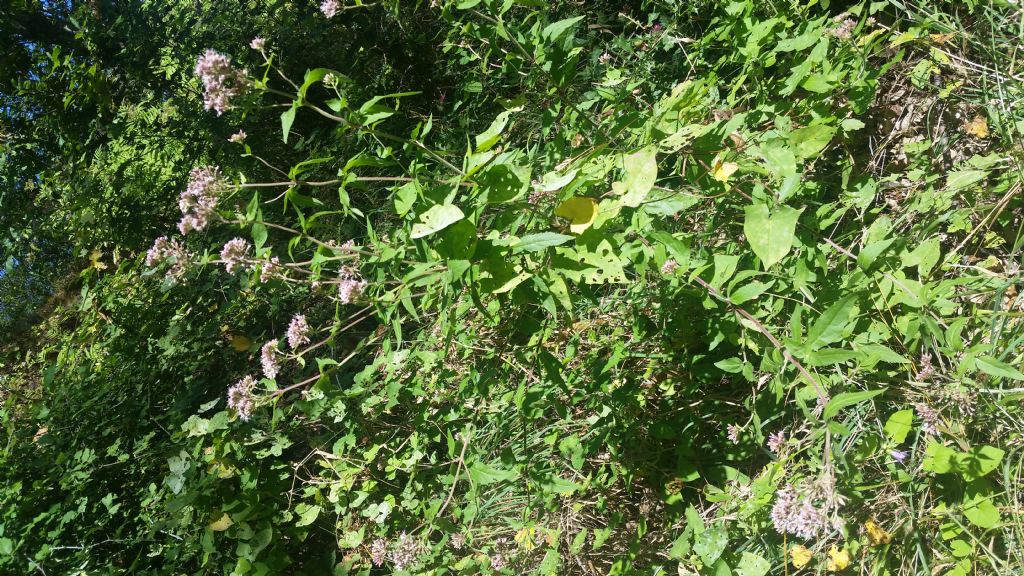 Eupatorium cannabinum