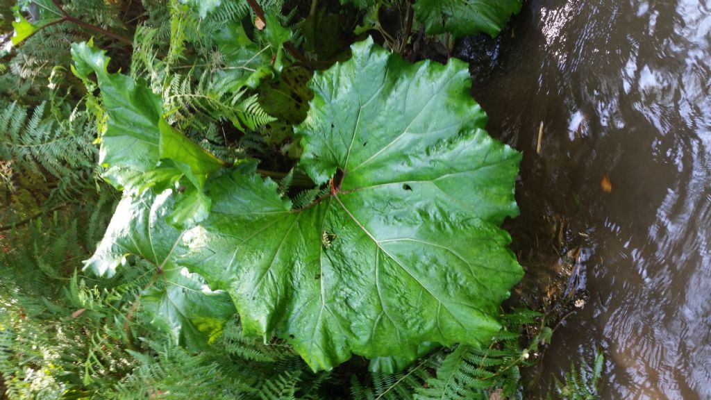 Petasites hybridus