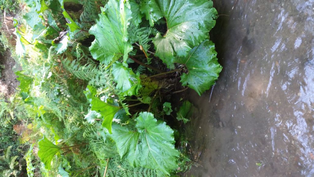 Petasites hybridus