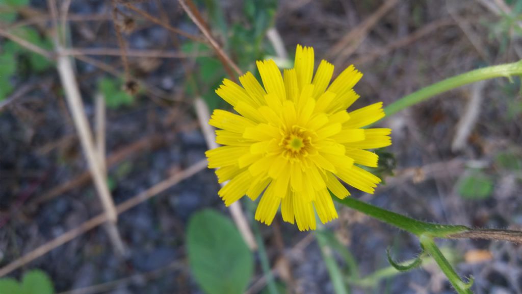 Picris hieracioides