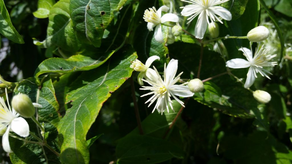 Clematis vitalba