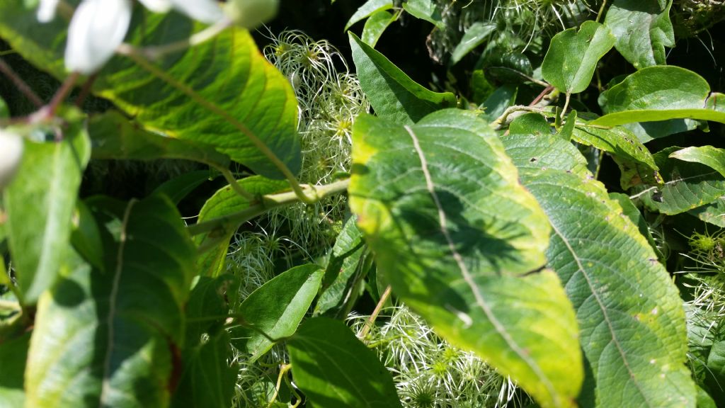 Clematis vitalba