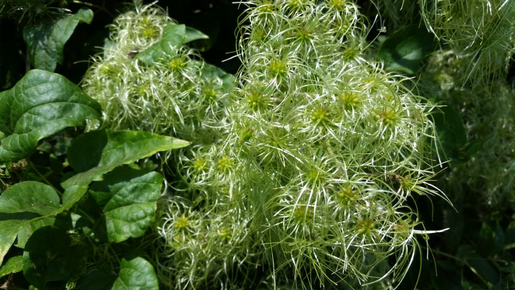 Clematis vitalba