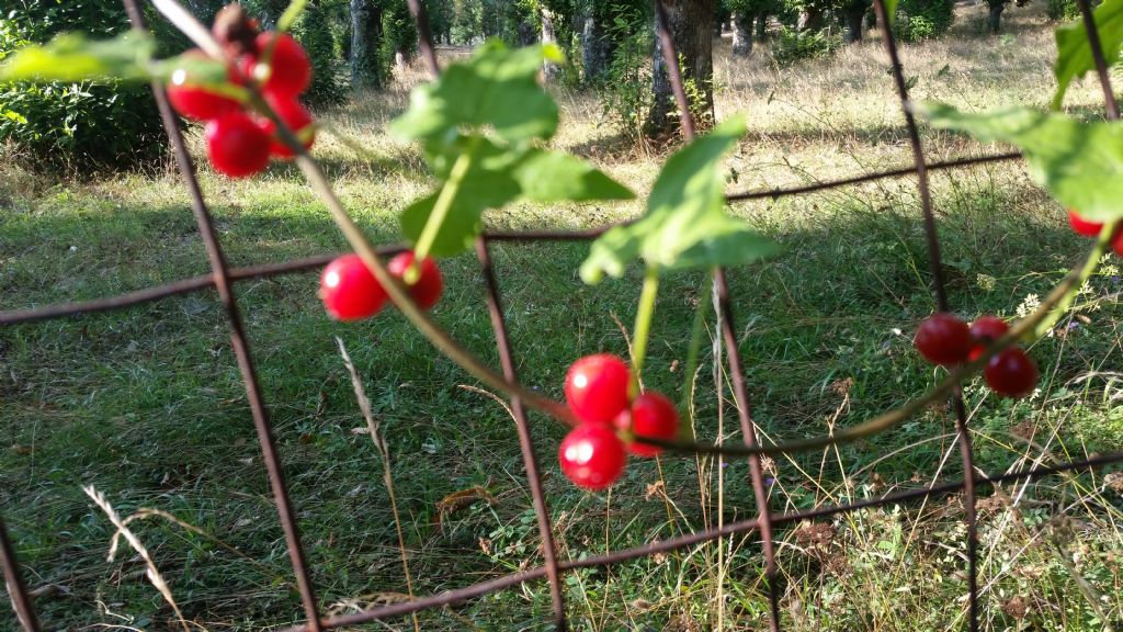 Dioscorea communis