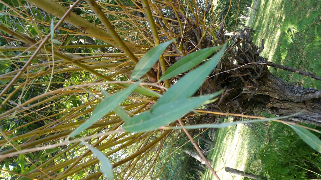 Salix alba