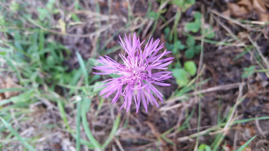 Centaurea cfr. nigrescens