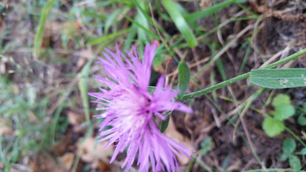 Centaurea cfr. nigrescens