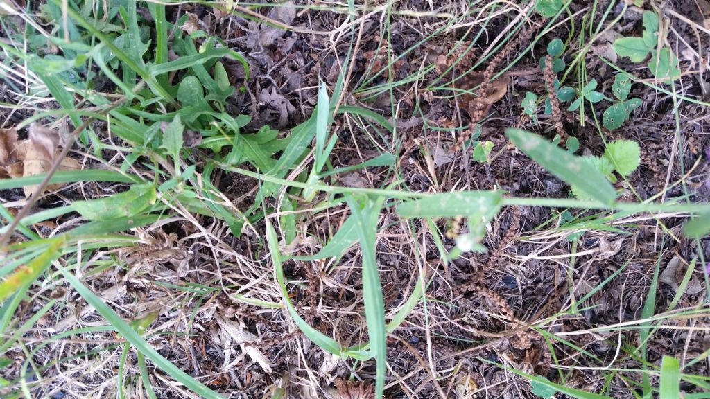 Centaurea cfr. nigrescens