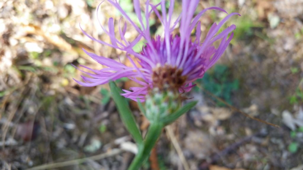 Centaurea cfr. nigrescens