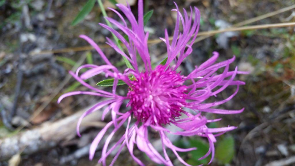 Centaurea cfr. nigrescens