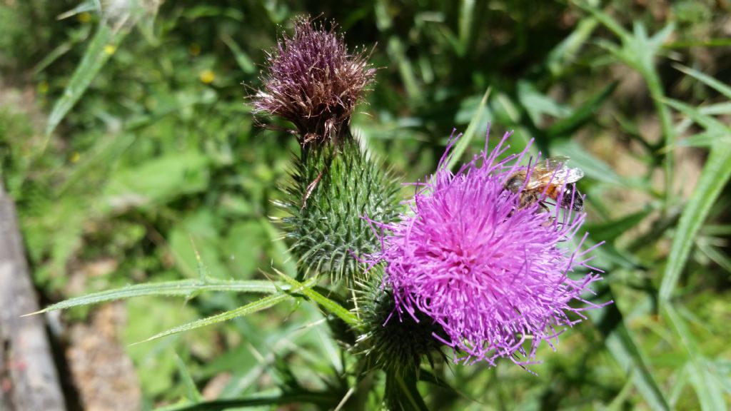 Cirsium vulgare