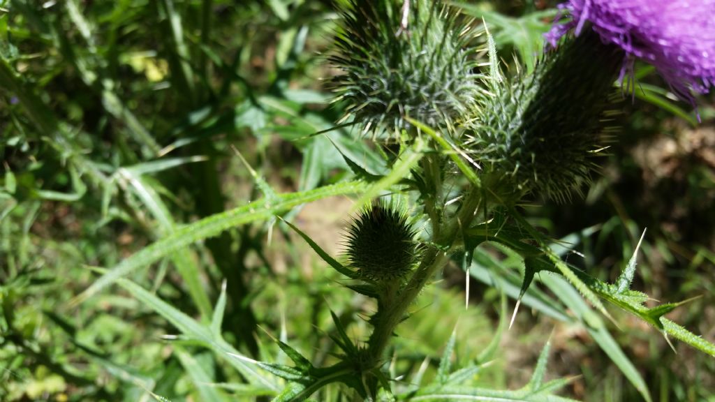 Cirsium vulgare