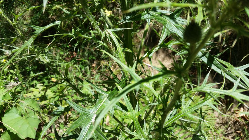 Cirsium vulgare