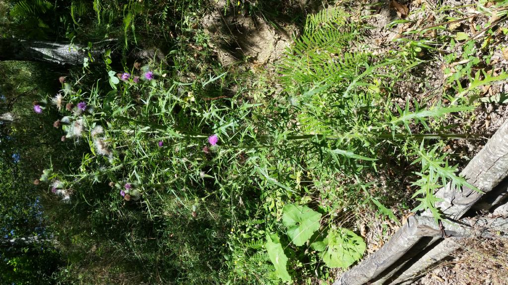 Cirsium vulgare