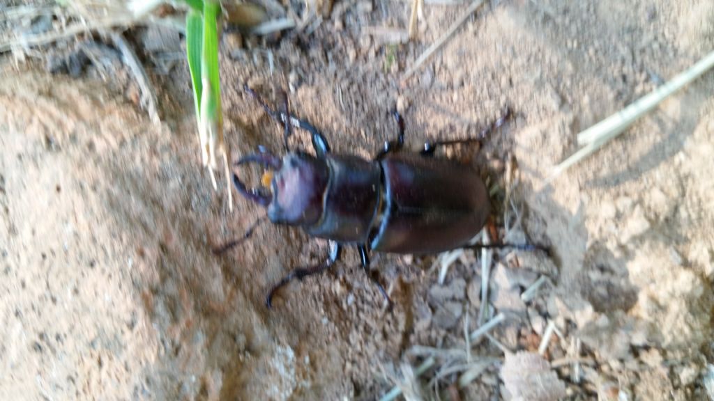 Cervo volante? S, Lucanus tetraodon, femmina