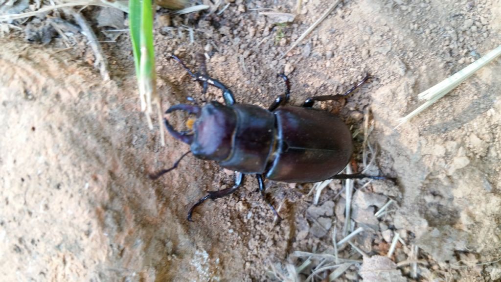 Cervo volante? S, Lucanus tetraodon, femmina