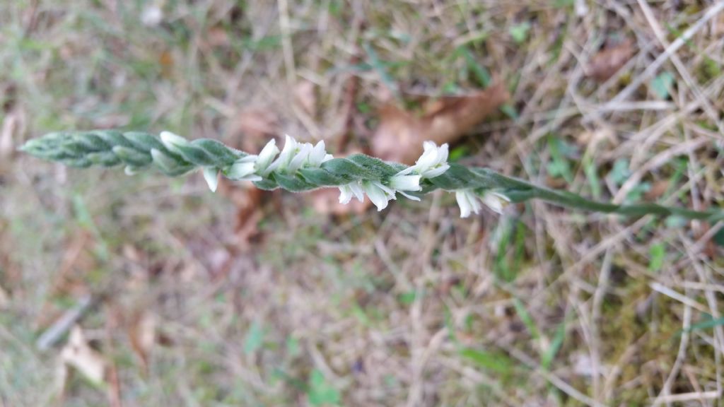 Spiranthes spiralis