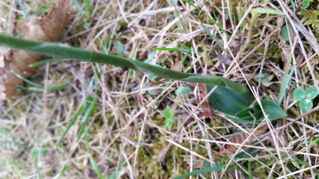 Spiranthes spiralis