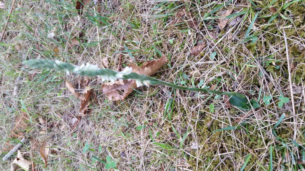 Spiranthes spiralis