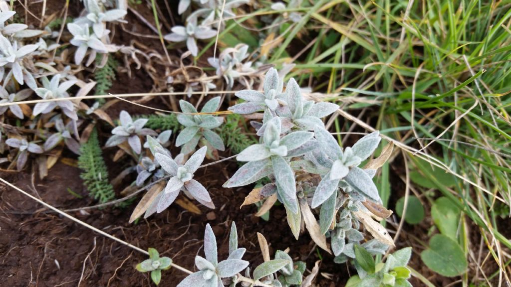 Piantina grigia - Cerastium tomentosum (Caryophyllaceae)