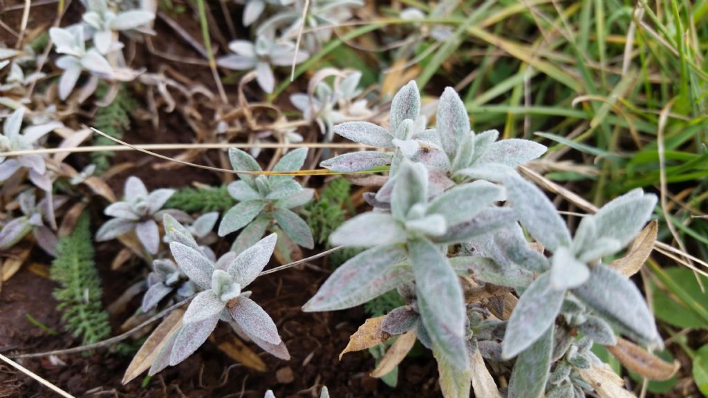 Piantina grigia - Cerastium tomentosum (Caryophyllaceae)