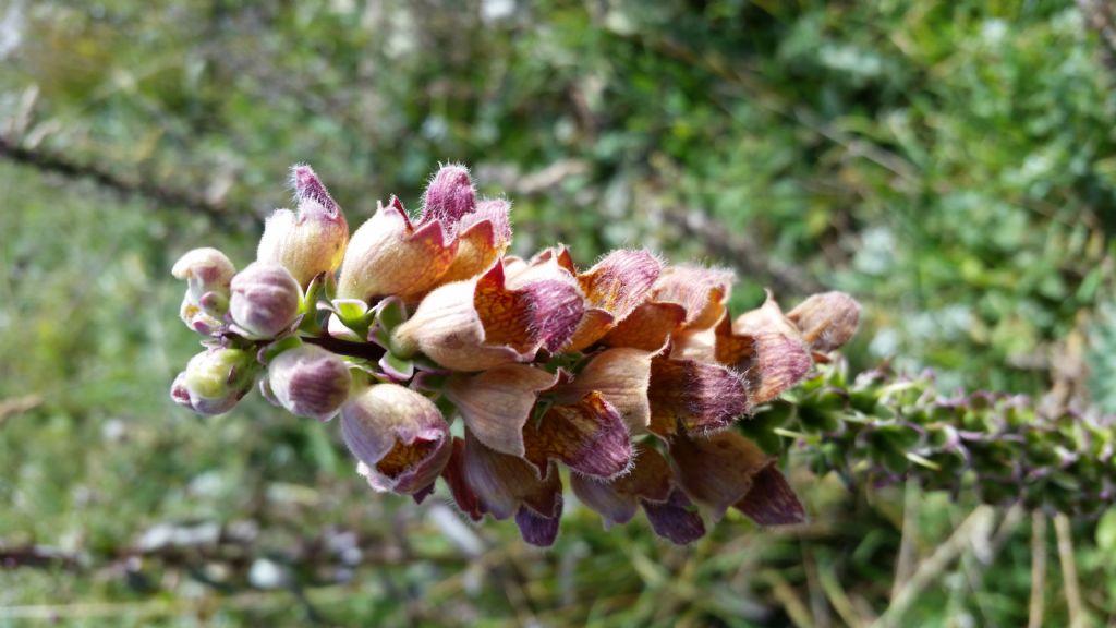 Digitalis ferruginea (Plantaginaceae)