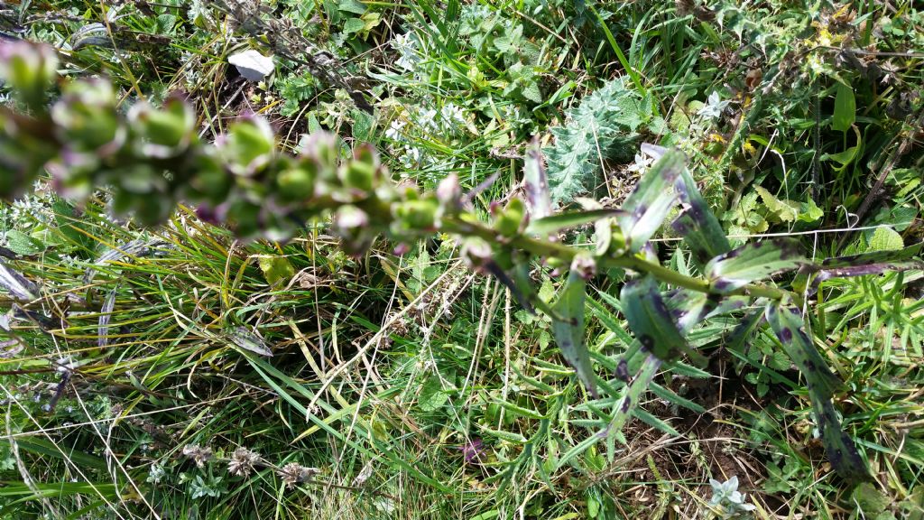 Digitalis ferruginea (Plantaginaceae)