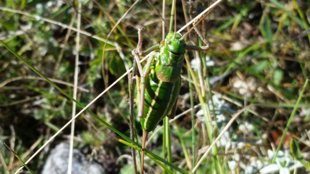 Bradyporidae:  Ephippiger ruffoi