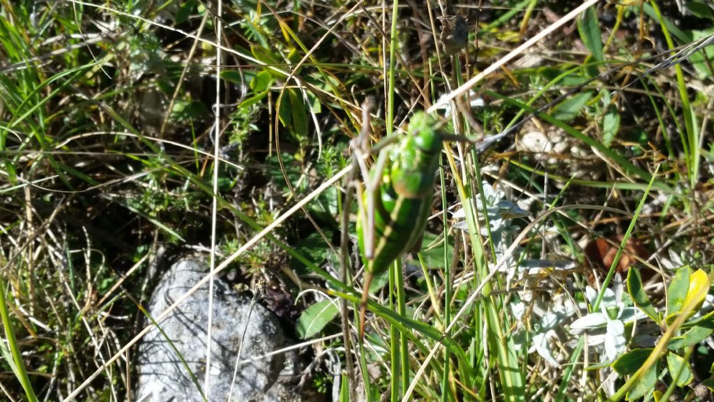 Bradyporidae:  Ephippiger ruffoi