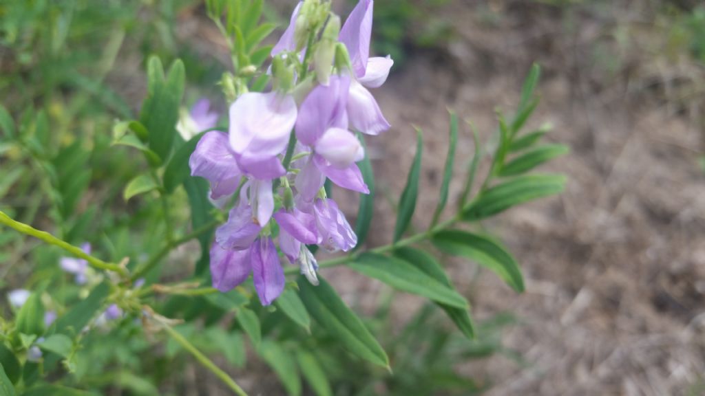 Galega officinalis