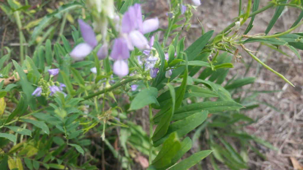 Galega officinalis