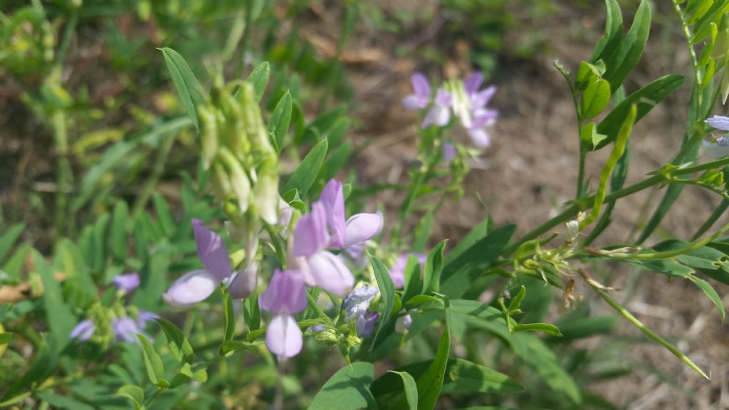 Galega officinalis