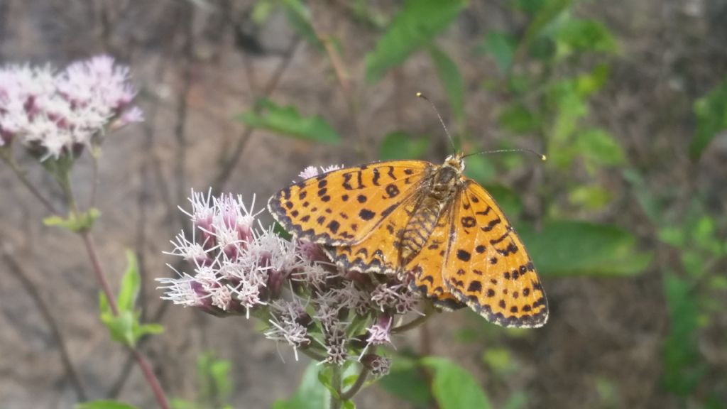 Riconoscimento farfalla - Melitaea didyma, Nymphalidae