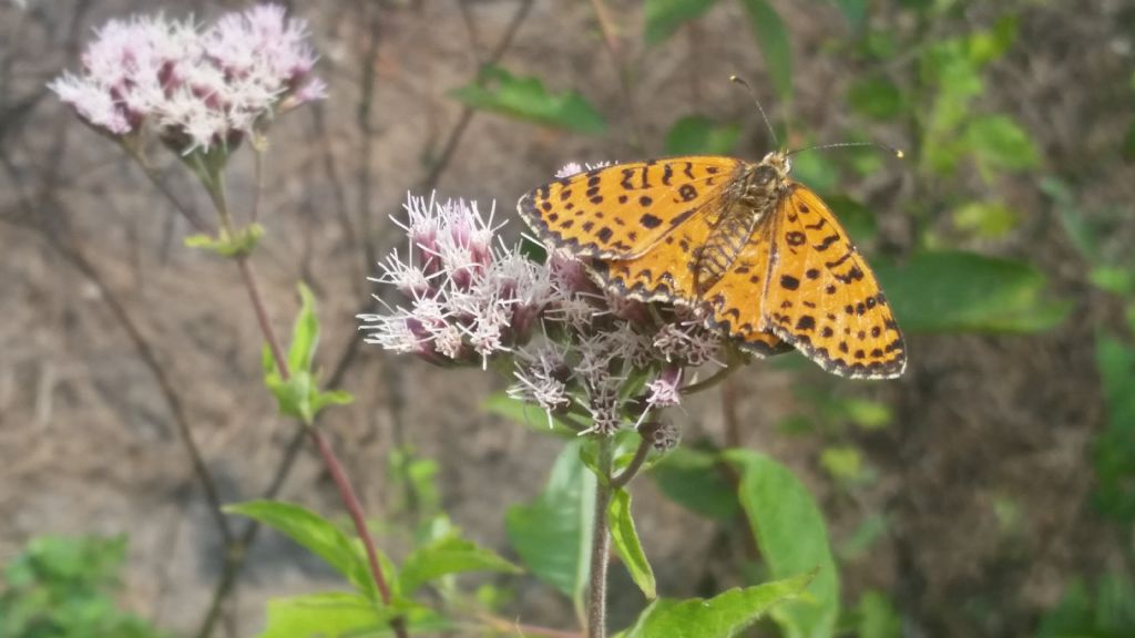 Riconoscimento farfalla - Melitaea didyma, Nymphalidae