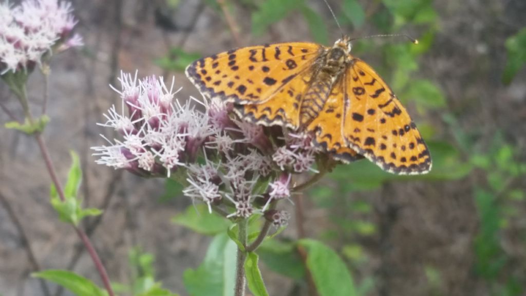 Riconoscimento farfalla - Melitaea didyma, Nymphalidae