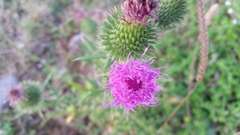 Cirsium vulgare