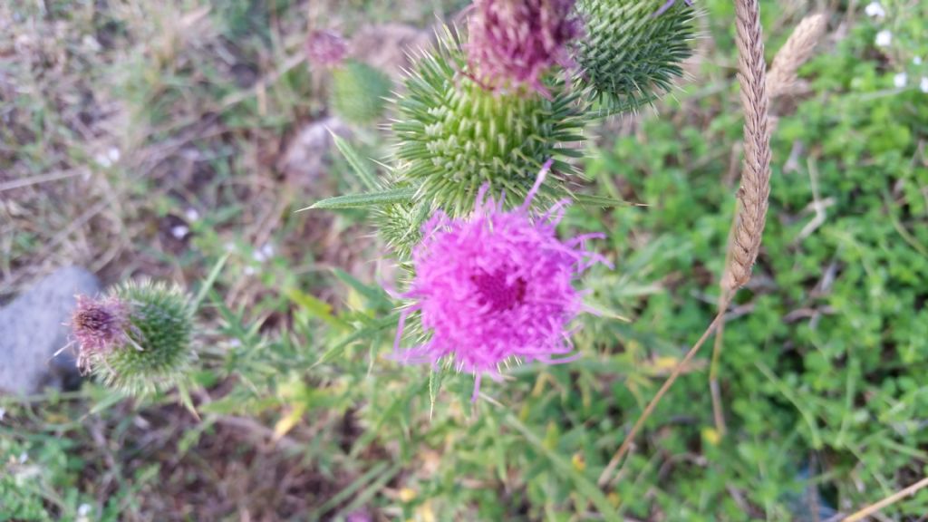 Cirsium vulgare