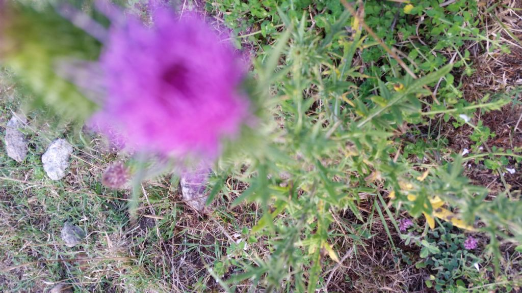 Cirsium vulgare