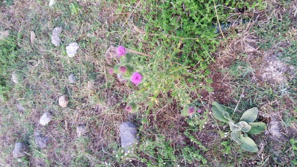 Cirsium vulgare