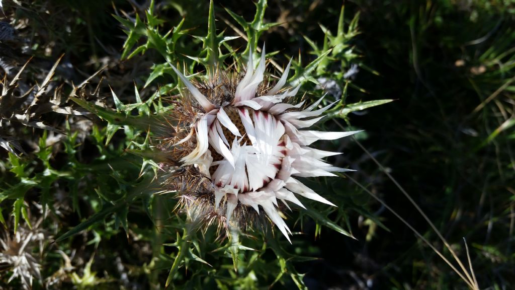 Carlina acaulis