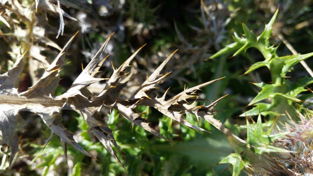 Carlina acaulis