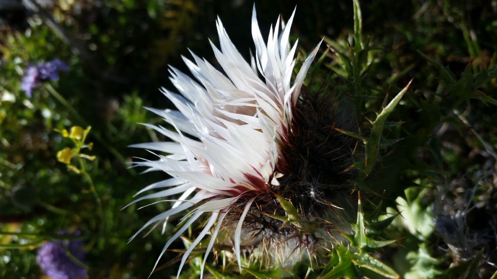 Carlina acaulis