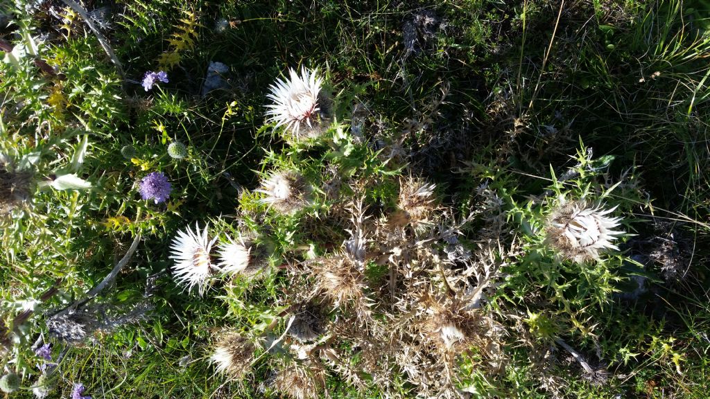 Carlina acaulis