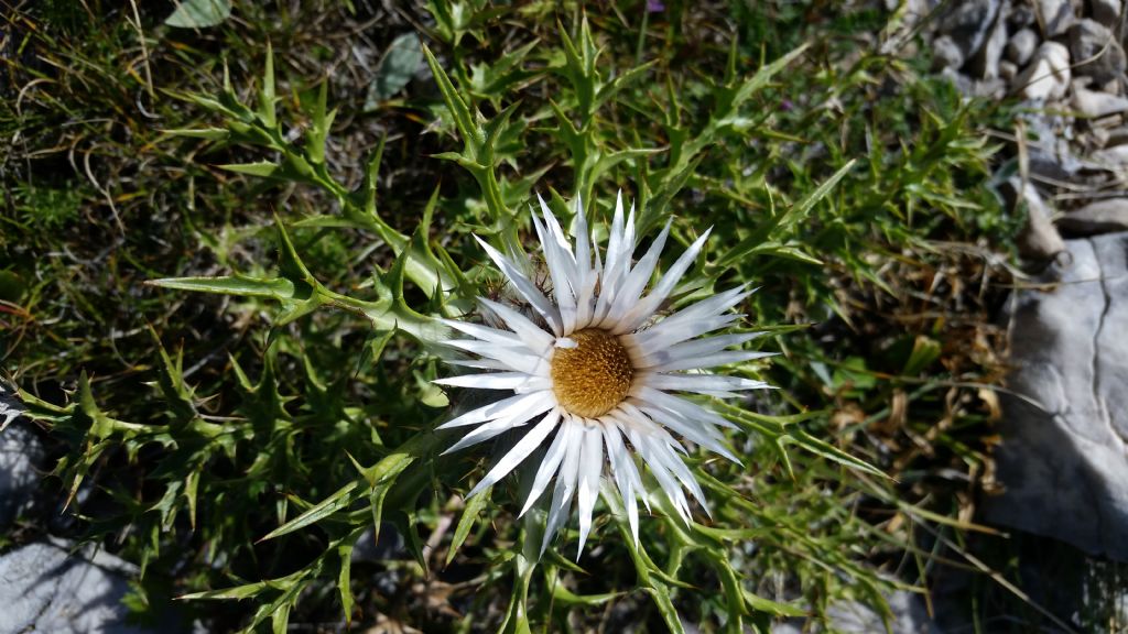 Carlina acaulis