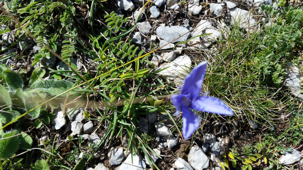 Gentianopsis ciliata