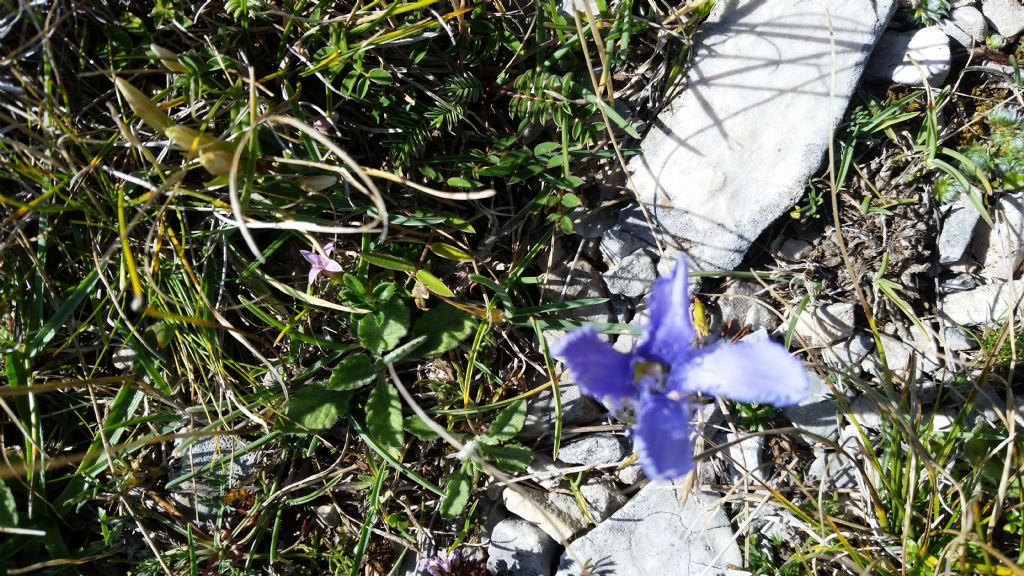 Gentianopsis ciliata