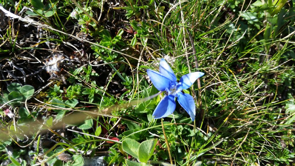 Gentiana sp.