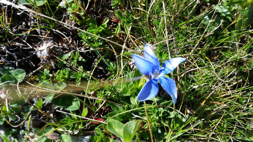 Gentiana sp.