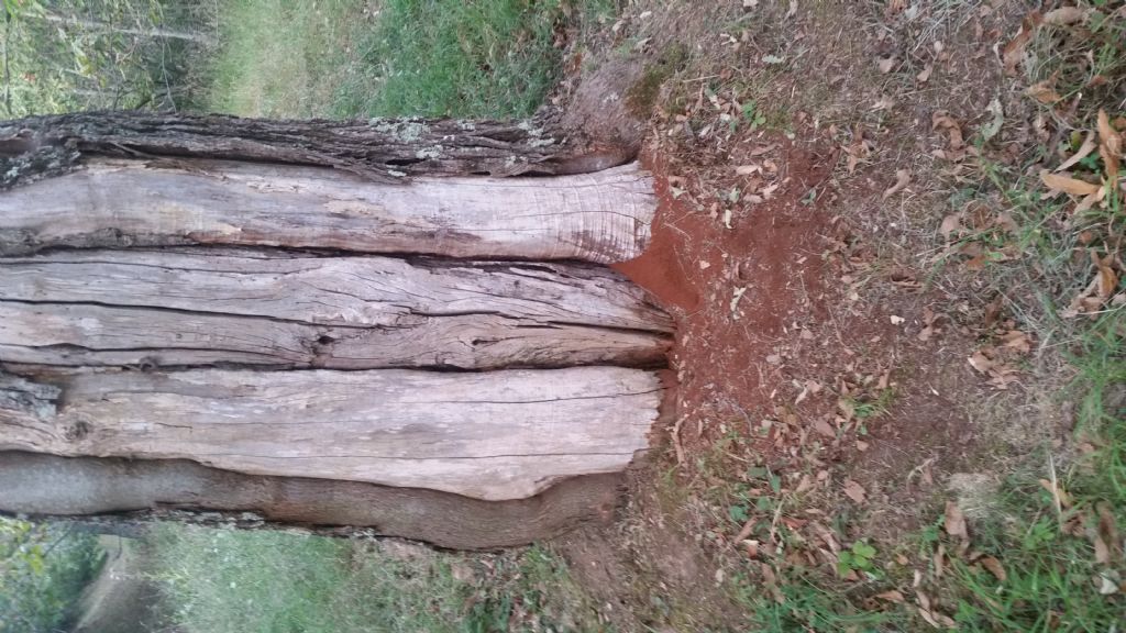 Materiale rosso in un albero