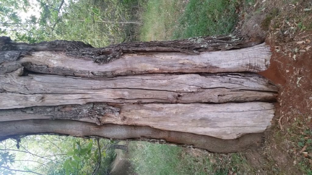 Materiale rosso in un albero